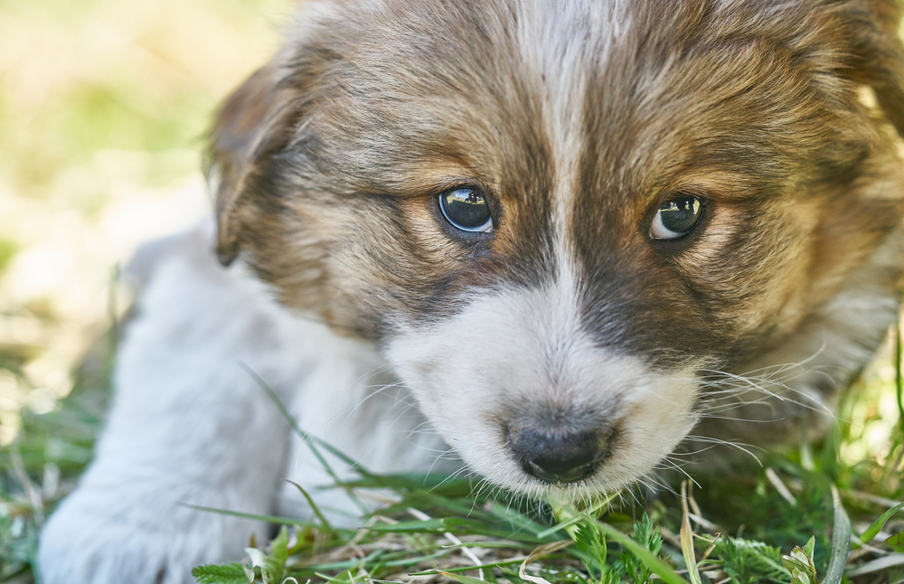 A white and brown puppy lying in the grass.