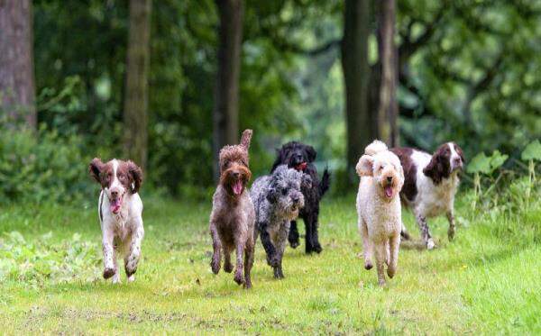 how to nurture your dog