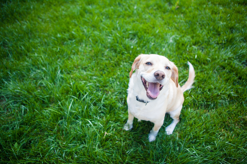 Mosquitoes carry dangerous diseases, including West Nile Virus. So be sure and protect your dog from mosquito bites.