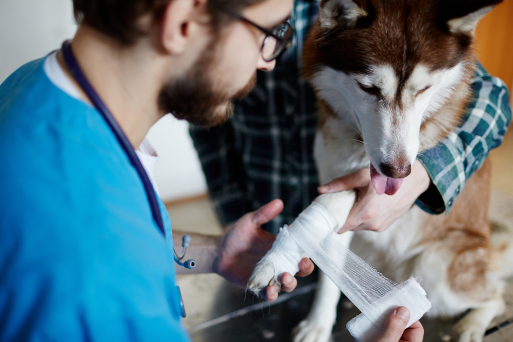 Putting together a first aid kit for your dog can help you be prepared in case there's an emergency in the future.