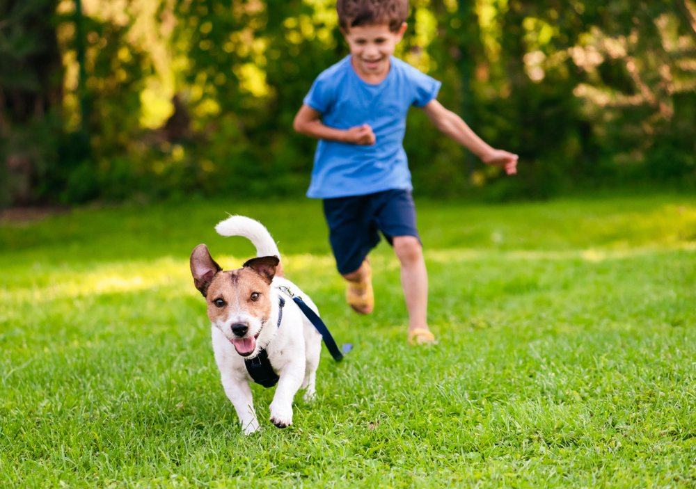 Good pet safety means your dog or cat will be happier and safer.