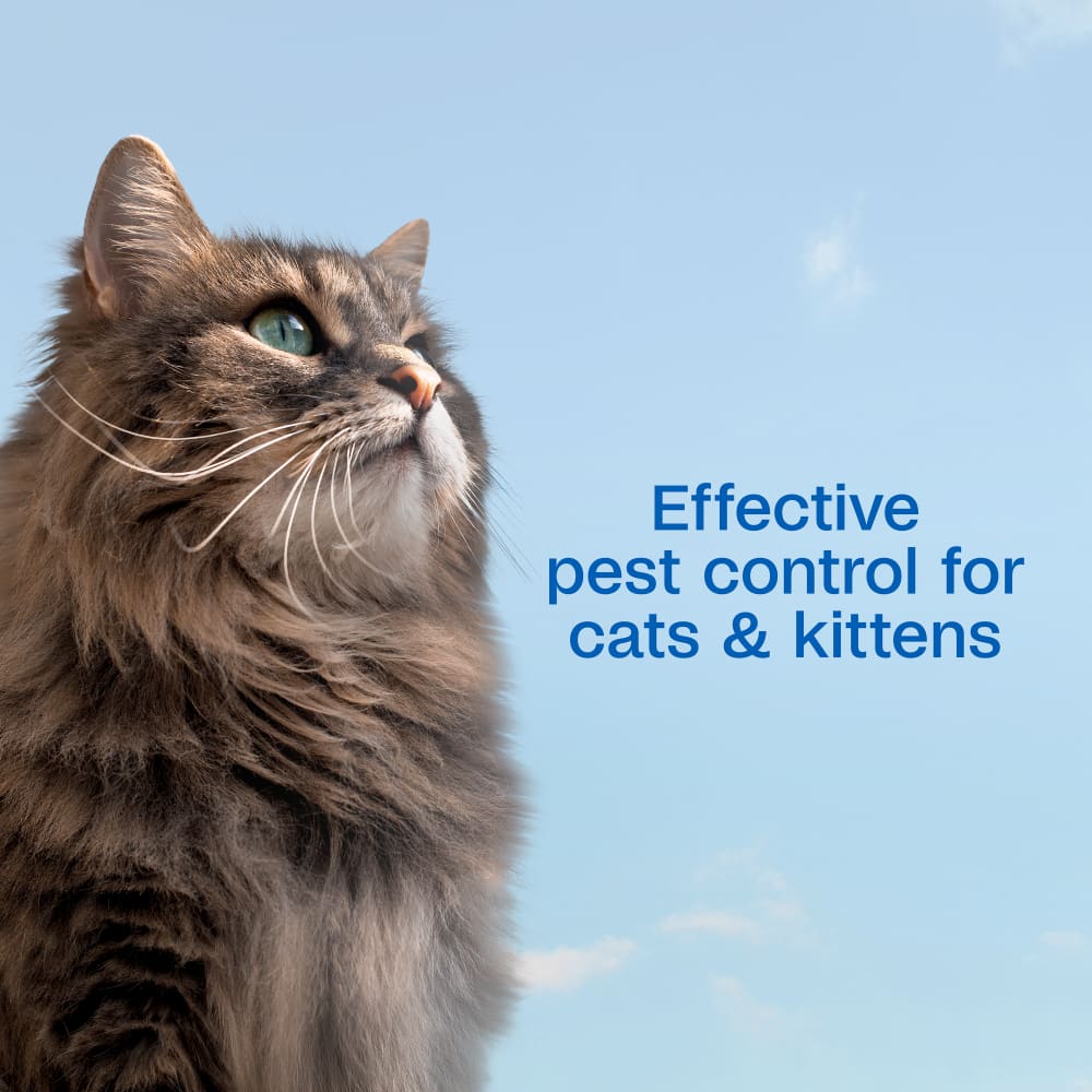 Effective pest control for cats and kittens