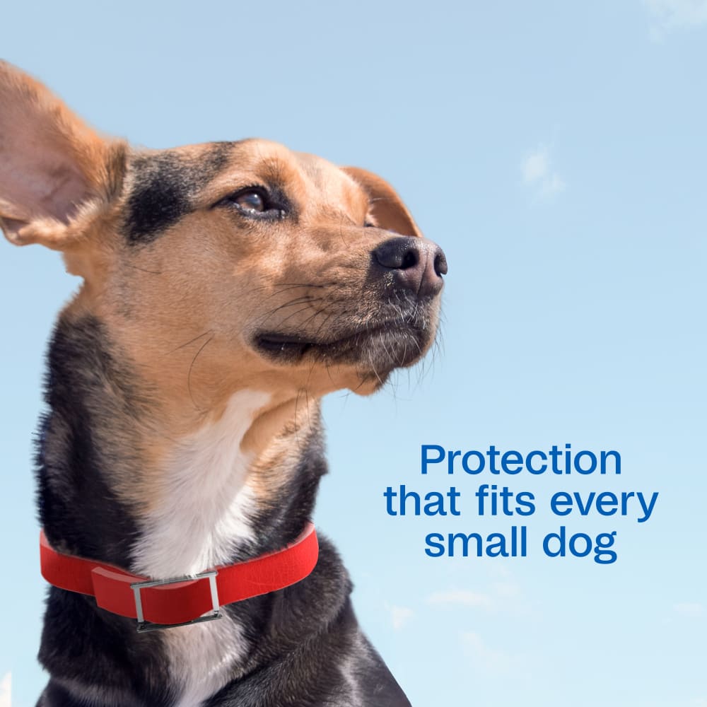 Protection that fits every small dog