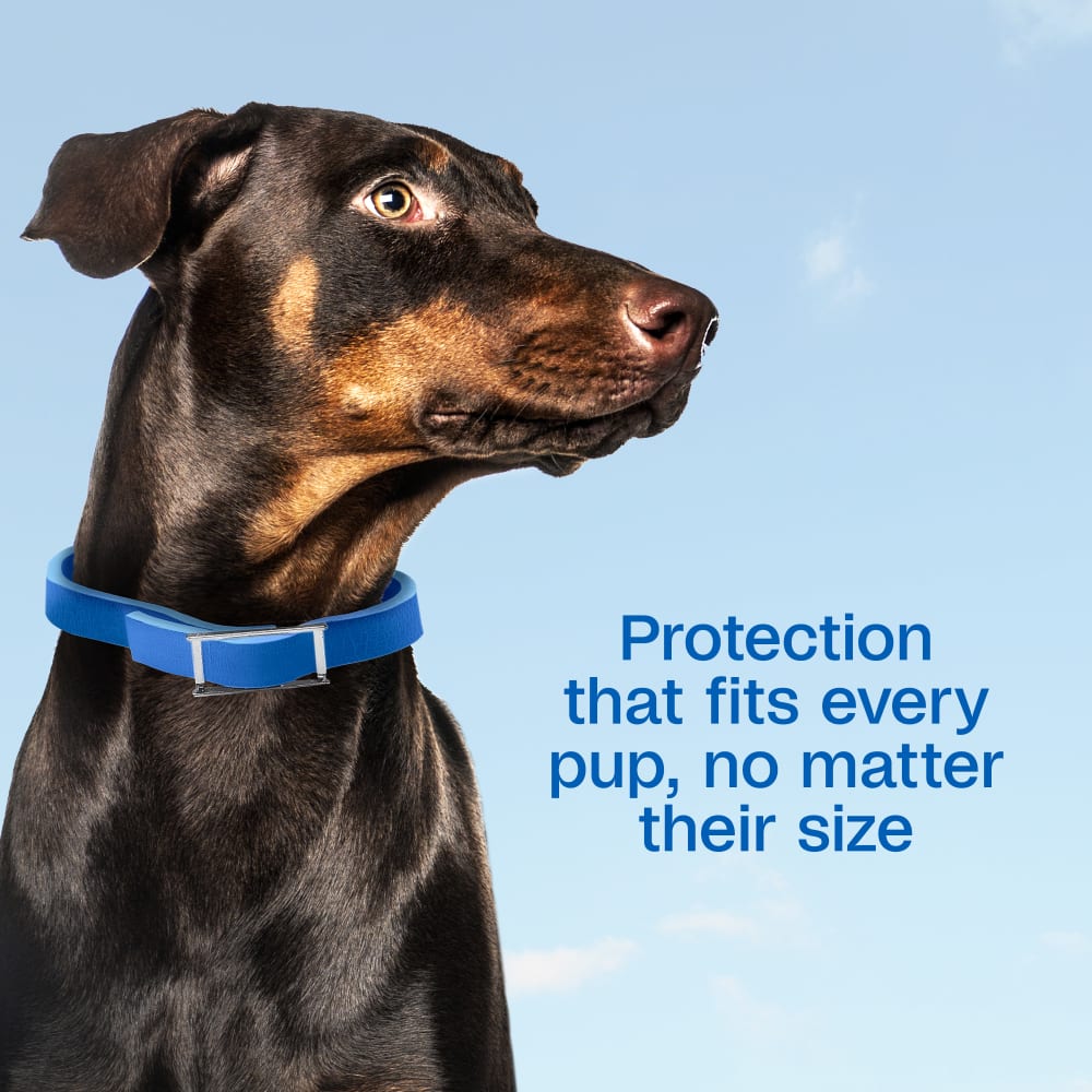 Protection that fits every pup, no matter their size