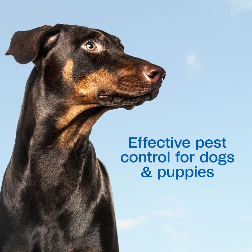 Effective pest control for dogs and puppies