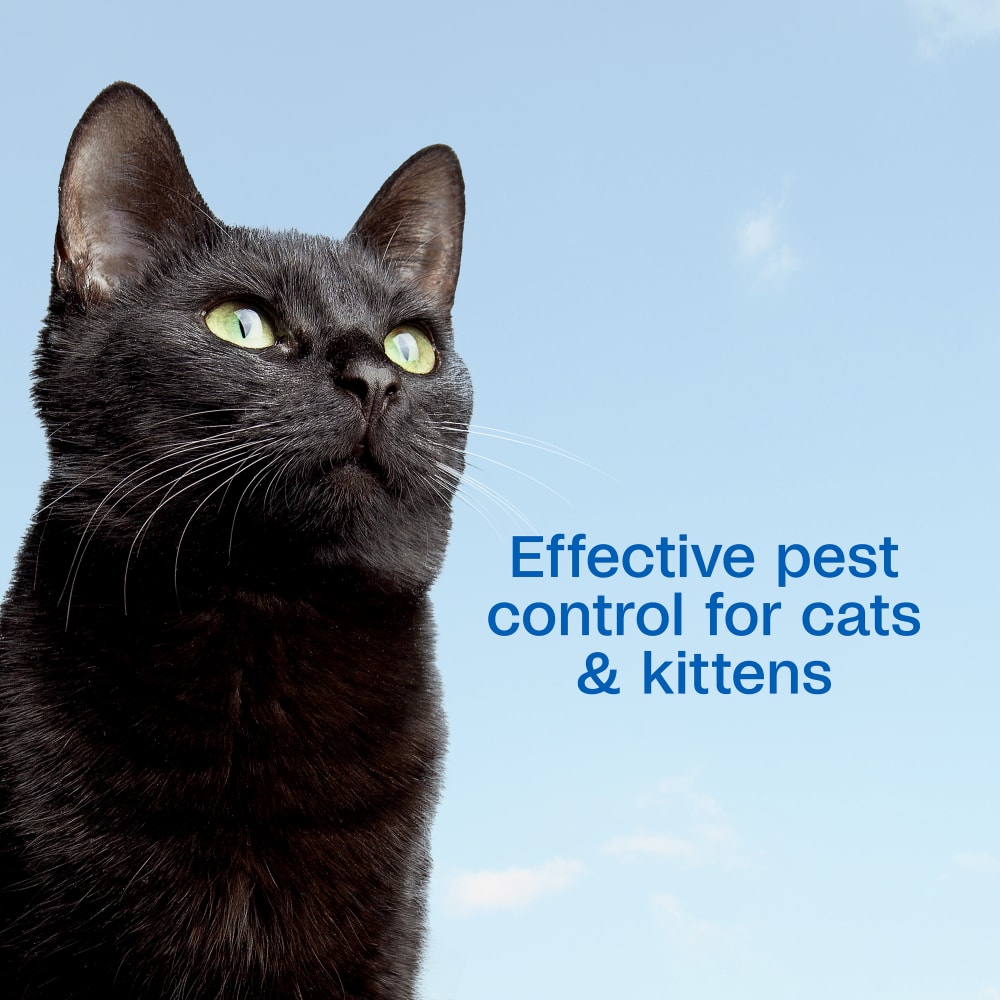 Effective pest control for cats and kittens