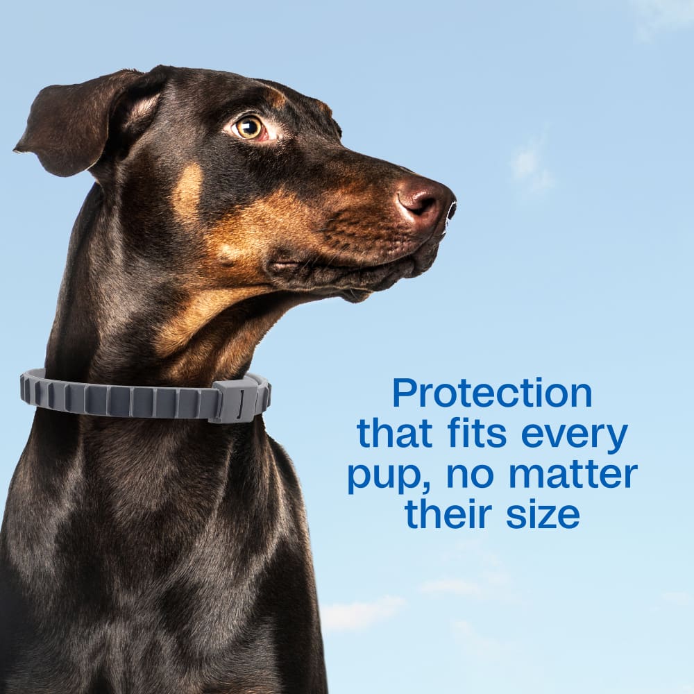 Protection that fits every pup, no matter their size