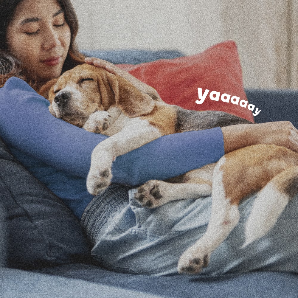 Woman hugging beagle on couch