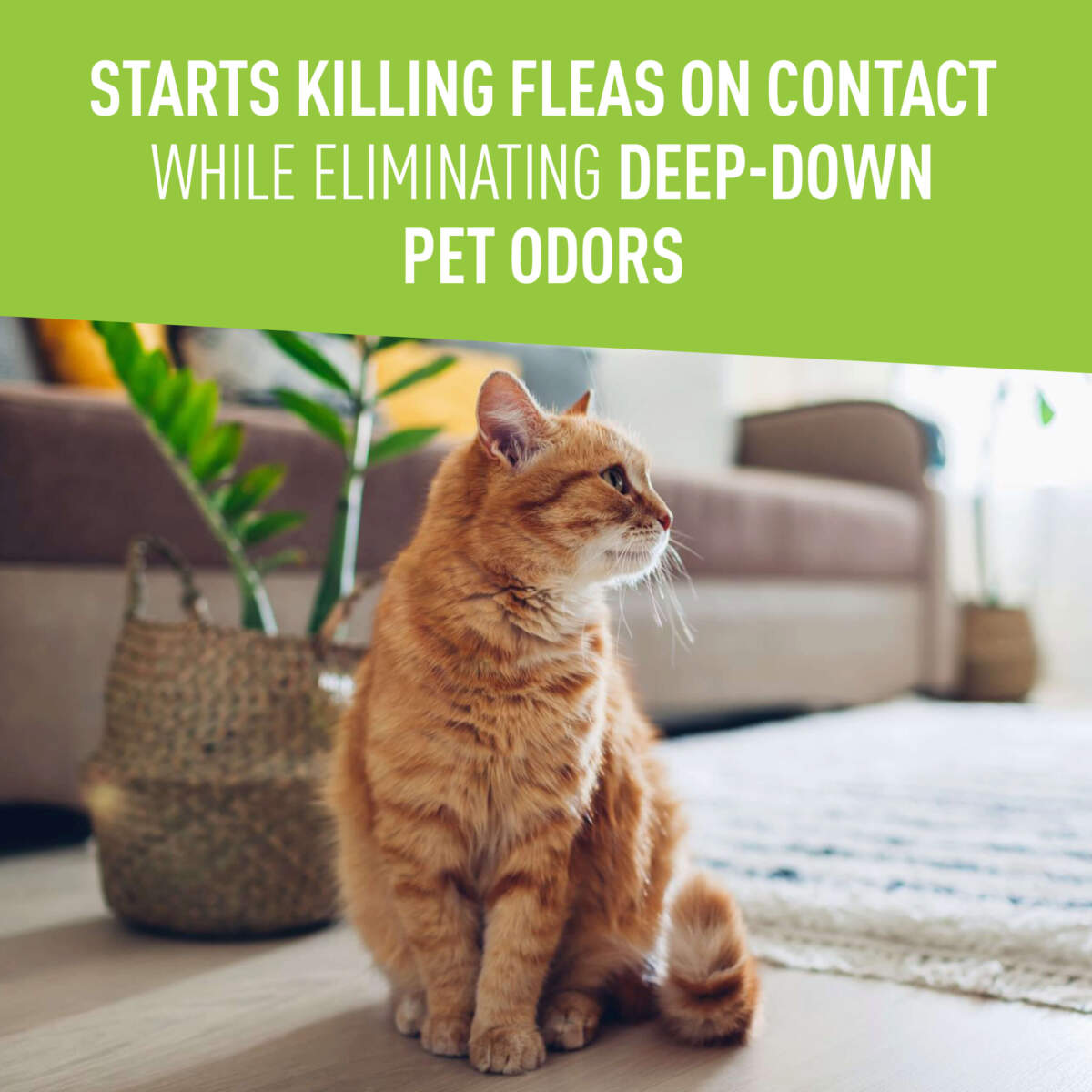 starts killing flea on contact while eliminating deep-down pet odors